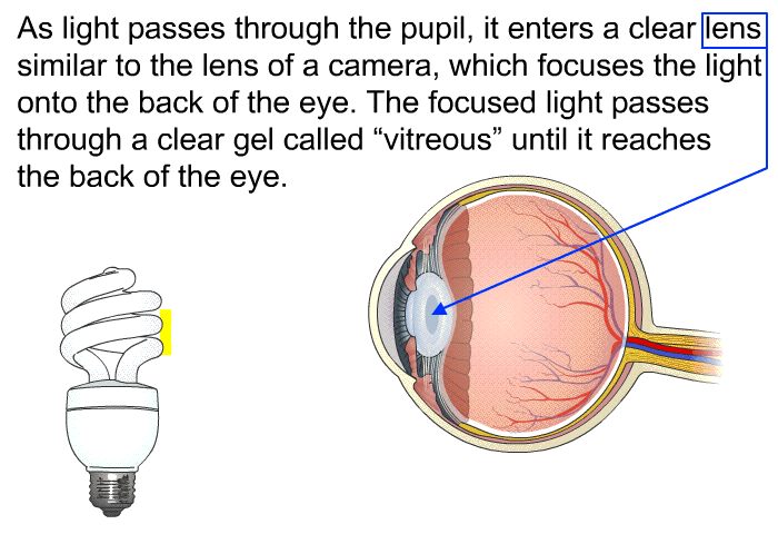 As light passes through the pupil, it enters a clear lens similar to the lens of a camera, which focuses the light onto the back of the eye. The focused light passes through a clear gel called “vitreous” until it reaches the back of the eye.