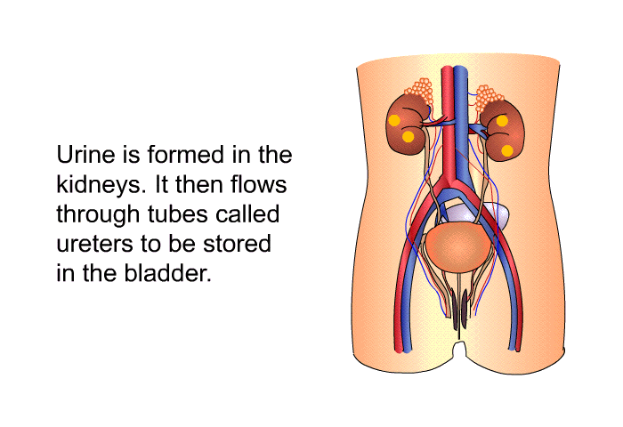 Urine is formed in the kidneys. It then flows through tubes called ureters to be stored in the bladder.