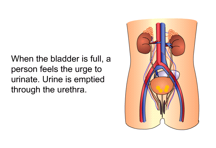 When the bladder is full, a person feels the urge to urinate. Urine is emptied through the urethra.