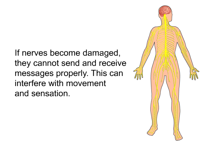 If nerves become damaged, they cannot send and receive messages properly. This can interfere with movement and sensation.