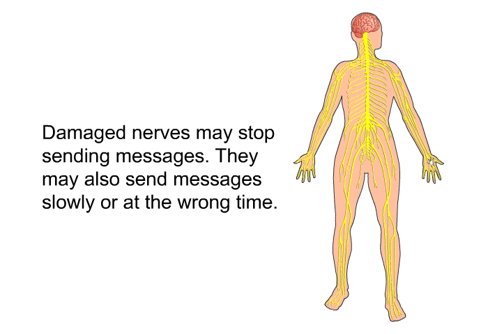 Damaged nerves may stop sending messages. They may also send messages slowly or at the wrong time.