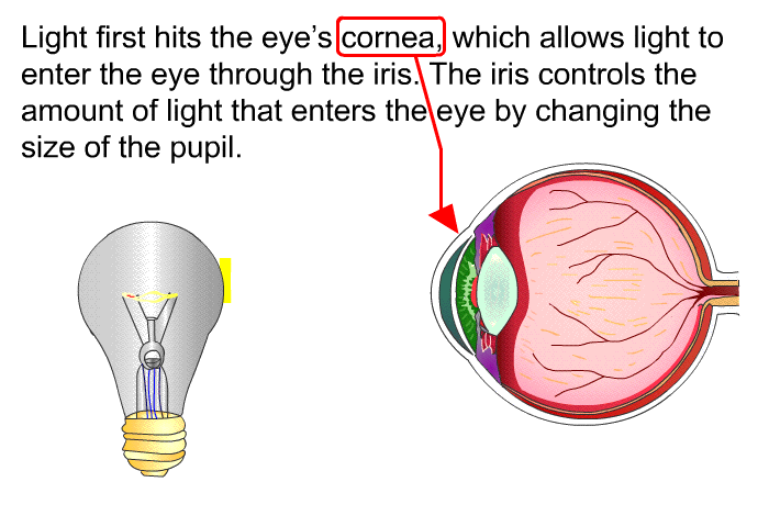 Light first hits the eye's cornea, which allows light to enter the eye through the iris. The iris controls the amount of light that enters the eye by changing the size of the pupil.