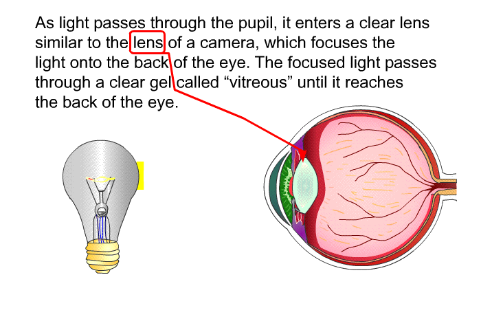 As light passes through the pupil, it enters a clear lens similar to the lens of a camera, which focuses the light onto the back of the eye. The focused light passes through a clear gel called “vitreous” until it reaches the back of the eye.