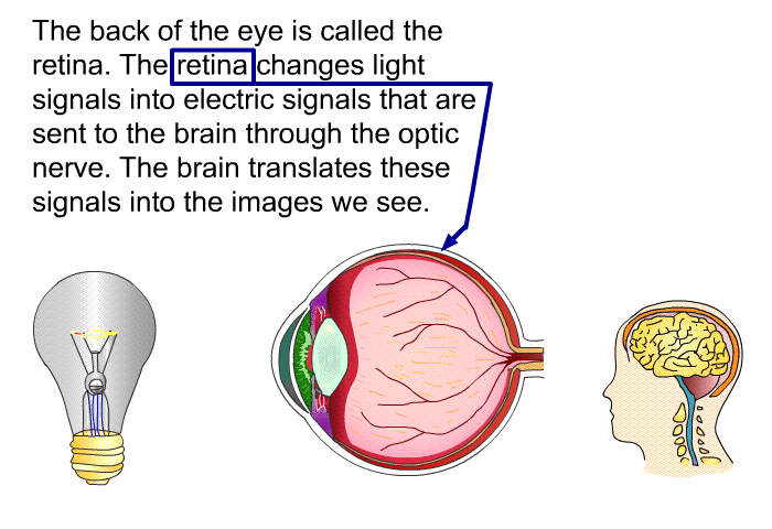 The back of the eye is called the retina. The retina changes light signals into electric signals that are sent to the brain through the optic nerve. The brain translates these signals into the images we see.