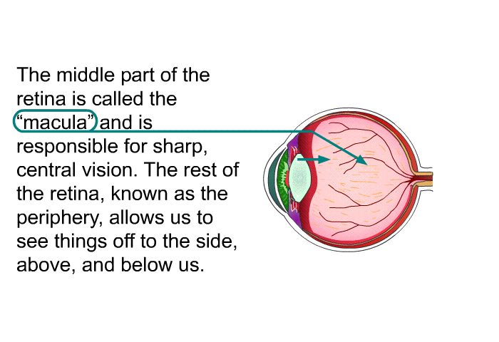 The middle part of the retina is called the &ldquo;macula&rdquo; and is responsible for sharp, central vision. The rest of the retina, known as the periphery, allows us to see things off to the side, above, and below us.