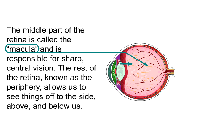 The middle part of the retina is called the “macula” and is responsible for sharp, central vision. The rest of the retina, known as the periphery, allows us to see things off to the side, above, and below us.