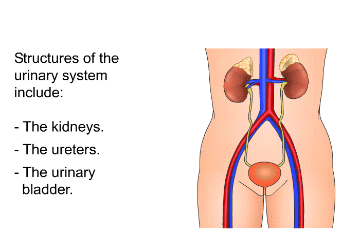 Structures of the urinary system include:  The kidneys. The ureters. The urinary bladder.