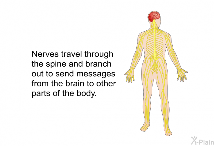 Nerves travel through the spine and branch out to send messages from the brain to other parts of the body.