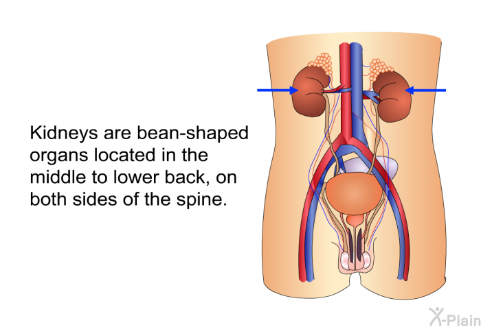 Kidneys are bean-shaped organs located in the middle to lower back, on both sides of the spine.