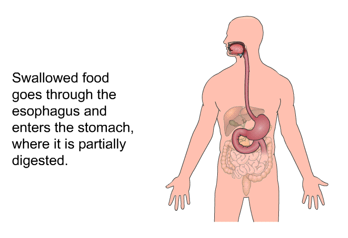 Swallowed food goes through the esophagus and enters the stomach, where it is partially digested.