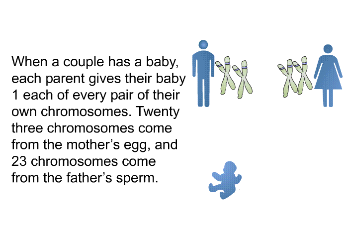 When a couple has a baby, each parent gives their baby 1 each of every pair of their own chromosomes. Twenty three chromosomes come from the mother's egg, and 23 chromosomes come from the father's sperm.