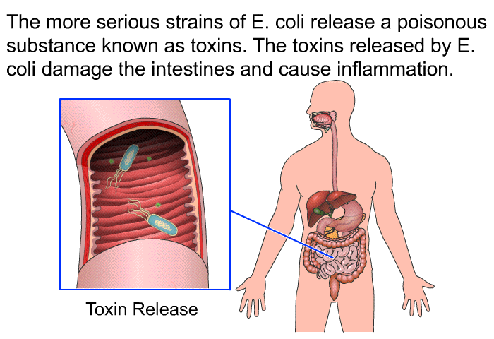 The more serious strains of E. coli release a poisonous substance known as toxins. The toxins released by E. coli damage the intestines and cause inflammation.