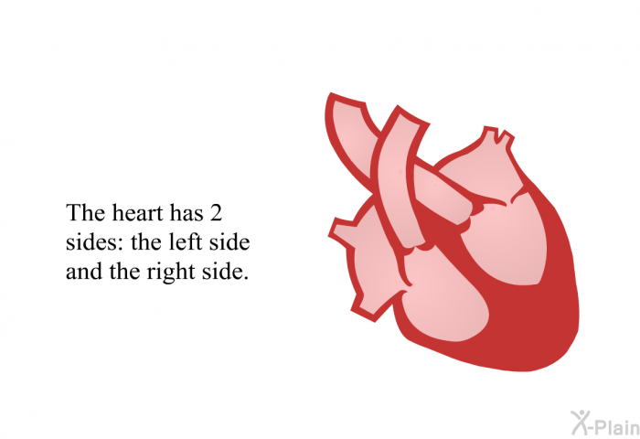 The heart has 2 sides: the left side and the right side.