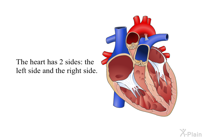 The heart has 2 sides: the left side and the right side.