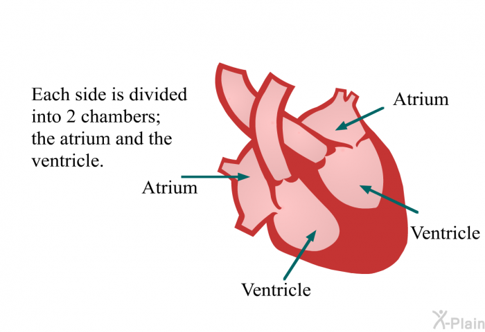 Each side is divided into 2 chambers: the atrium and the ventricle.