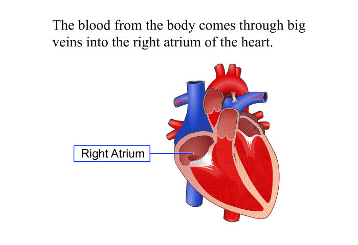 The blood from the body comes through big veins into the right atrium of the heart.