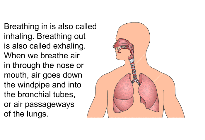 Breathing in is also called inhaling. Breathing out is also called exhaling. When we breathe air in through the nose or mouth, air goes down the windpipe and into the bronchial tubes, or air passageways of the lungs.