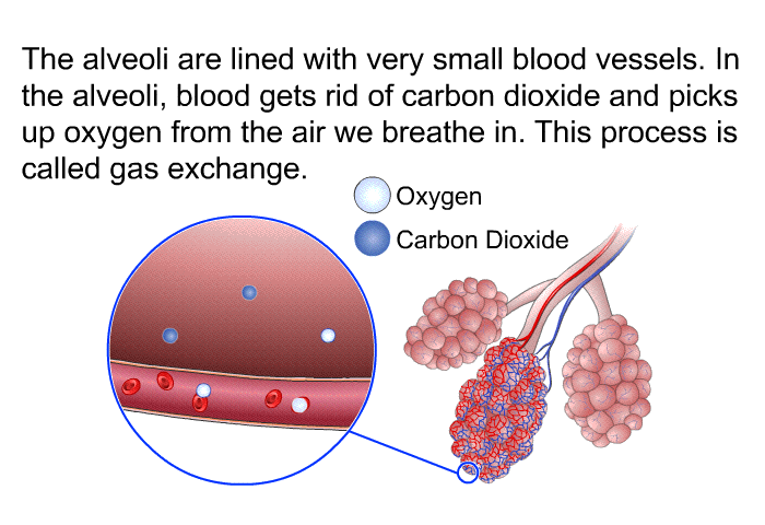 The alveoli are lined with very small blood vessels. In the alveoli, blood gets rid of carbon dioxide and picks up oxygen from the air we breathe in. This process is called gas exchange.