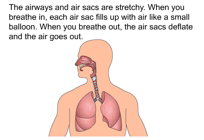 The airways and air sacs are stretchy. When you breathe in, each air sac fills up with air like a small balloon. When you breathe out, the air sacs deflate and the air goes out.
