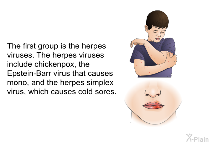 The first group is the herpes viruses. The herpes viruses include chickenpox, the Epstein-Barr virus that causes mono, and the herpes simplex virus, which causes cold sores.