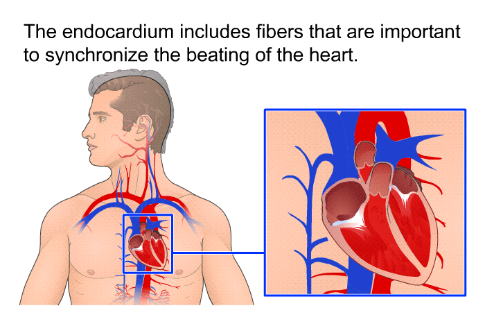 The endocardium includes fibers that are important to synchronize the beating of the heart.