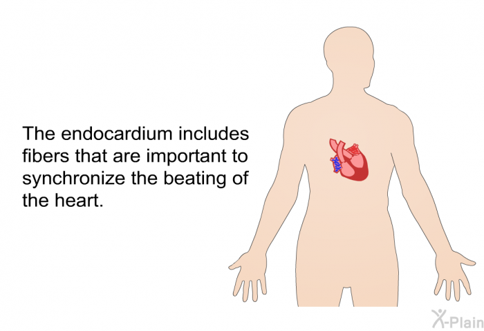 The endocardium includes fibers that are important to synchronize the beating of the heart.