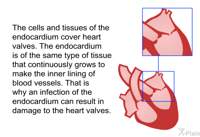The cells and tissues of the endocardium cover heart valves. The endocardium is of the same type of tissue that continuously grows to make the inner lining of blood vessels. That is why an infection of the endocardium can result in damage to the heart valves.