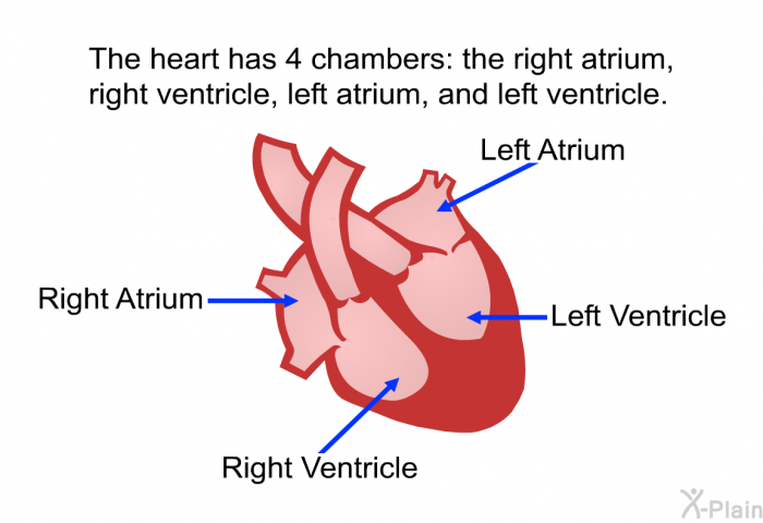 The heart has 4 chambers: the right atrium, right ventricle, left atrium, and left ventricle.