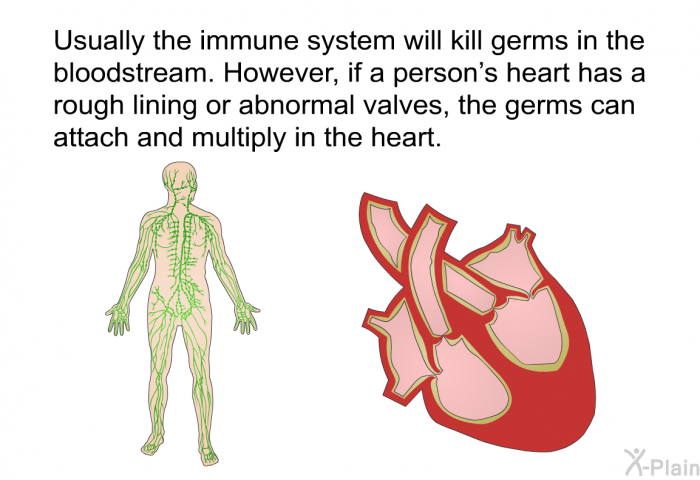Usually the immune system will kill germs in the bloodstream. However, if a person's heart has a rough lining or abnormal valves, the germs can attach and multiply in the heart.