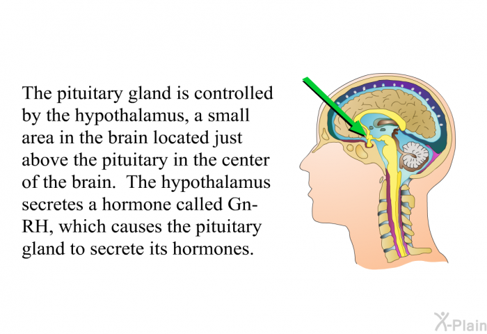 The pituitary gland is controlled by the hypothalamus, a small area in the brain located just above the pituitary in the center of the brain. The hypothalamus secretes a hormone called Gn-RH, which causes the pituitary gland to secrete its hormones.