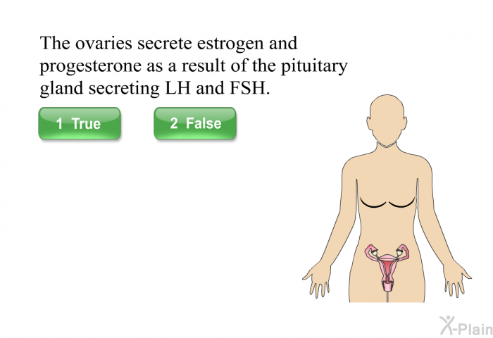 The ovaries secrete estrogen and progesterone as a result of the pituitary gland secreting LH and FSH.