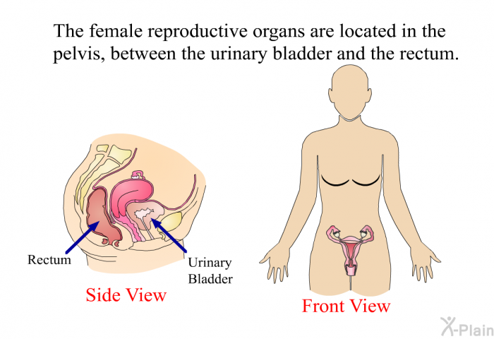 The female reproductive organs are located in the pelvis, between the urinary bladder and the rectum.