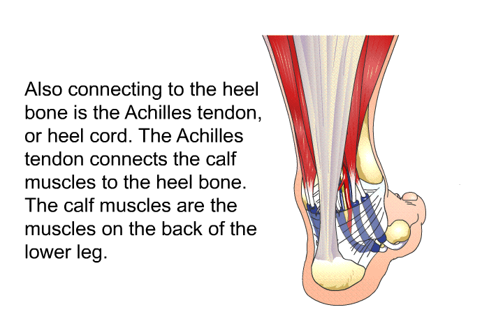Also connecting to the heel bone is the Achilles tendon, or heel cord. The Achilles tendon connects the calf muscles to the heel bone. The calf muscles are the muscles on the back of the lower leg.
