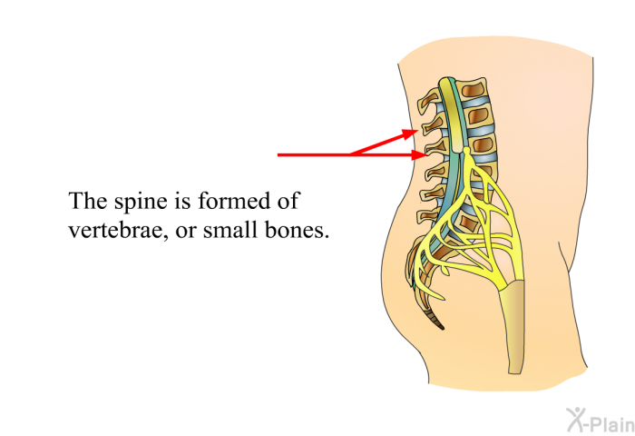 The spine is formed of vertebrae, or small bones.
