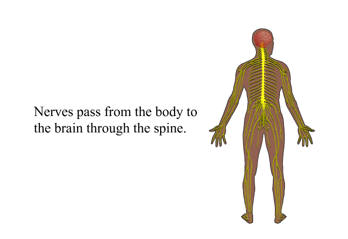 Nerves pass from the body to the brain through the spine.