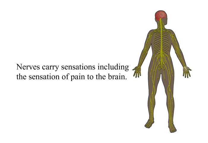Nerves carry sensations including the sensation of pain to the brain.
