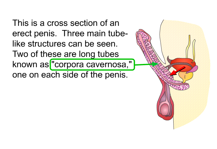 This is a cross section of an erect penis. Three main tube-like structures can be seen. Two of these are long tubes known as “corpora cavernosa,” one on each side of the penis.