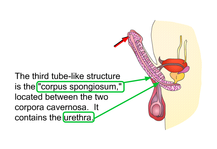 The third tube-like structure is the “corpus spongiosum,” located between the two corpora cavernosa. It contains the urethra.