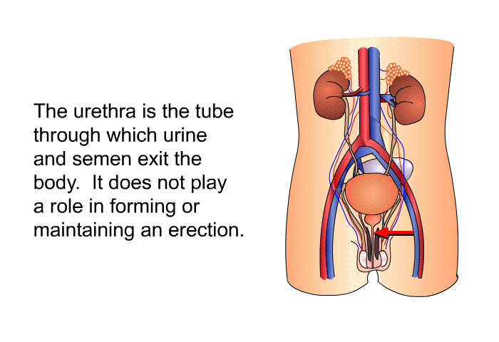 The urethra is the tube through which urine and semen exit the body. It does not play a role in forming or maintaining an erection.
