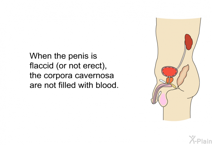 When the penis is flaccid (or not erect), the corpora cavernosa are not filled with blood.