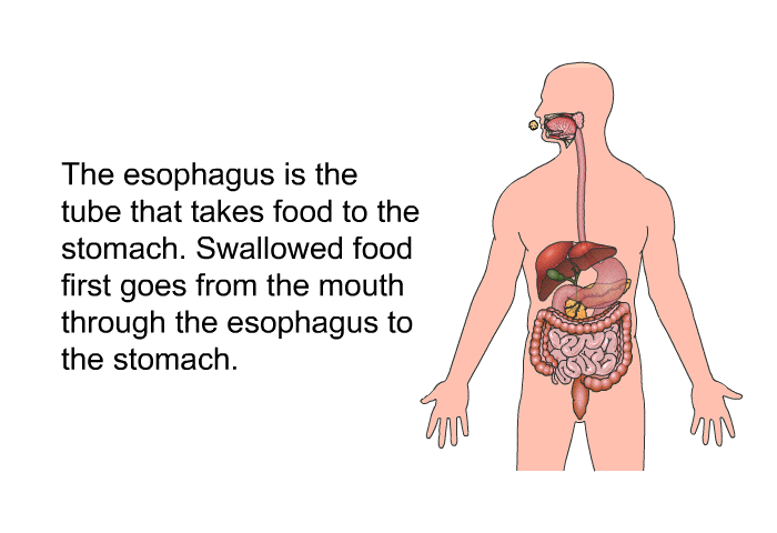 The esophagus is the tube that takes food to the stomach. Swallowed food first goes from the mouth through the esophagus to the stomach.