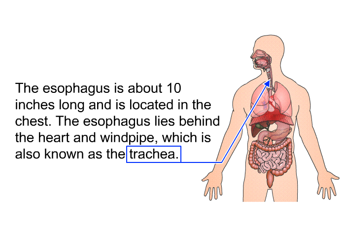 The esophagus is about 10 inches long and is located in the chest. The esophagus lies behind the heart and windpipe, which is also known as the trachea.