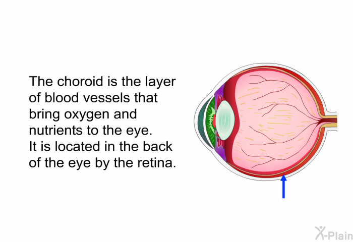 The choroid is the layer of blood vessels that bring oxygen and nutrients to the eye. It is located in the back of the eye by the retina.