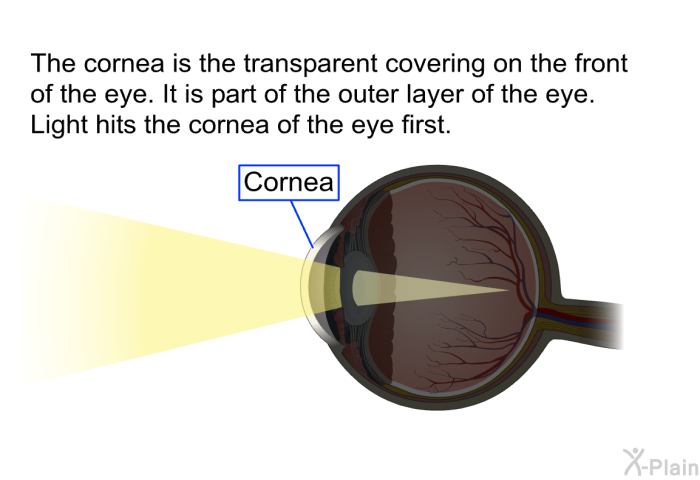 The cornea is the transparent covering on the front of the eye. It is part of the outer layer of the eye. Light hits the cornea of the eye first.