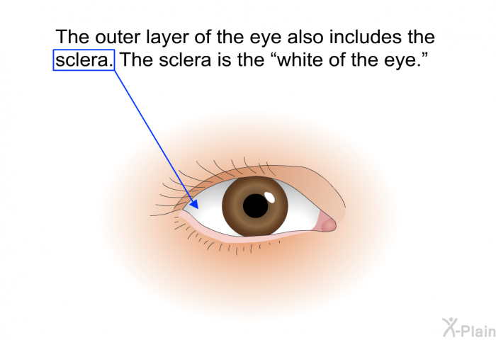 The outer layer of the eye also includes the sclera. The sclera is the “white of the eye.”