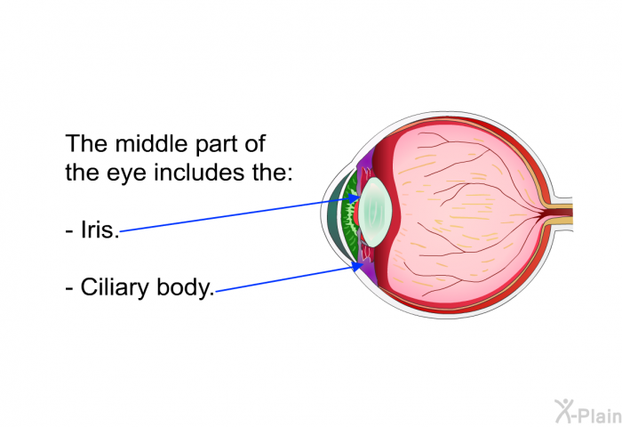 The middle part of the eye includes the:  Iris. Ciliary body.