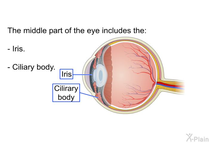 The middle part of the eye includes the:  Iris. Ciliary body.