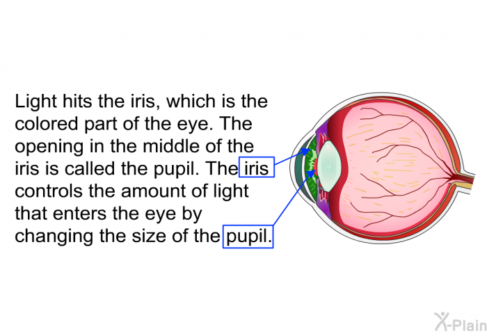 Light hits the iris, which is the colored part of the eye. The opening in the middle of the iris is called the pupil. The iris controls the amount of light that enters the eye by changing the size of the pupil.