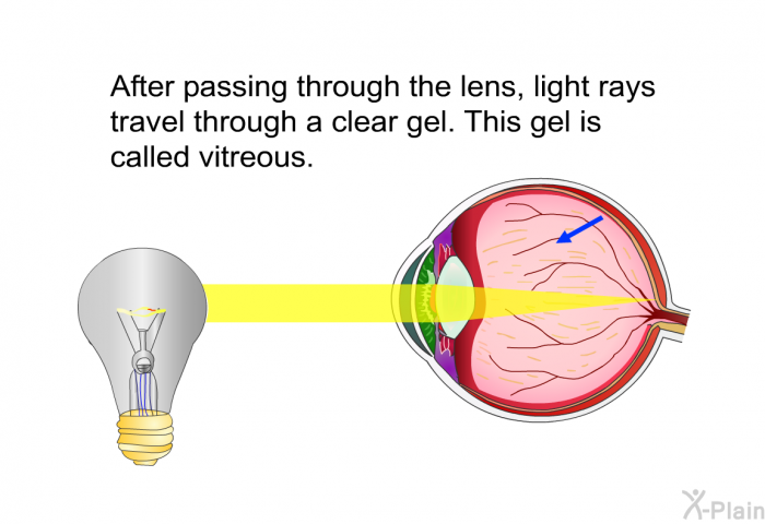 After passing through the lens, light rays travel through a clear gel. This gel is called vitreous.