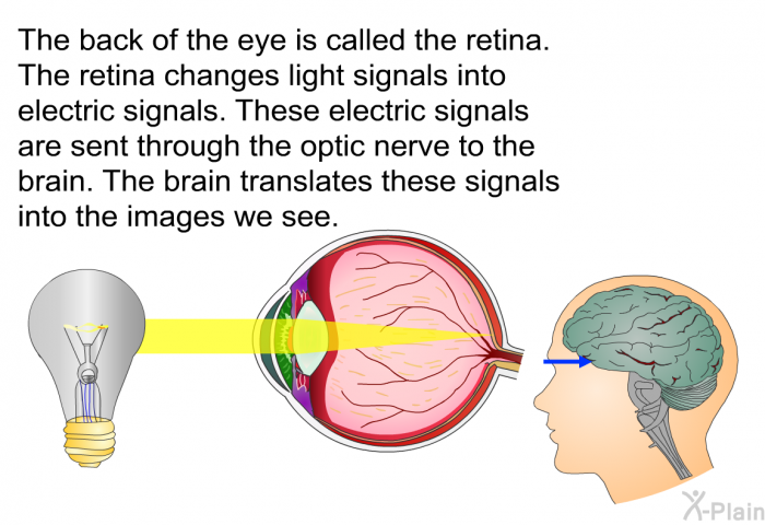 The back of the eye is called the retina. The retina changes light signals into electric signals. These electric signals are sent through the optic nerve to the brain. The brain translates these signals into the images we see.